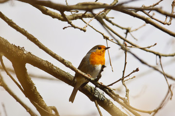 Rotkehlchen auf einem Ast im Winter bei Sonnenschein Erithacus rubecula
