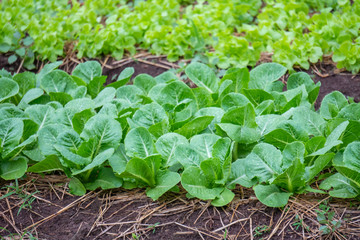 Close up fresh green lettuce on the Organic vegetable salad farm after watering, Healthy and clean food for people concept. Leaf Lettuce in garden.