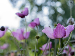 Purple flower with bokeh blur