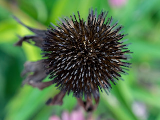 Dried thistle flower on green background