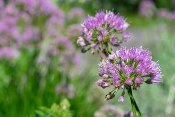 Spring time with purple flower