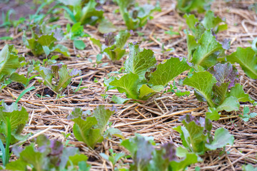 Close up fresh green lettuce on the Organic vegetable salad farm after watering, Healthy and clean food for people concept. Leaf Lettuce in garden.