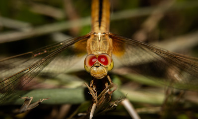 Close-up dragon fly red eyes. Their massive globular eyes gives them the best color perception of...
