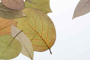 composición de hojas secas