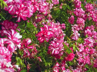 pink flowers in the garden