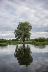 Obraz premium beautiful landscape of the river, blue sky with clouds, reflection of clouds and trees in water, clouds in the river, winding river, river in the field, summer, a tree near the water