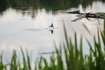 small bird hunting over water on insects
