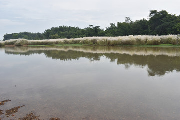natural river and catkin flower under the sky