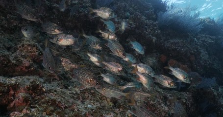 School of squirrelfish from the sea of cortez, Mexico.