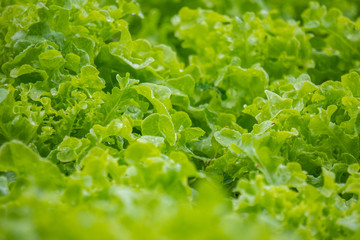 Close up fresh green lettuce on the Organic vegetable salad farm after watering, Healthy and clean food for people concept. Leaf Lettuce in garden.