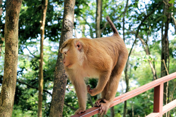 monkey in the forest