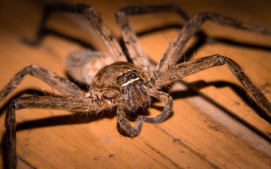 Macro close up of the eyes of a huntsman spider or giant crab spider (Sparassidae). Photo taken in Vietnam. 
