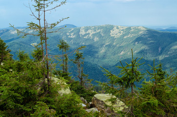 Crest of the mountain range with stone placers covered with green lichens and slopes with spruce forest in Carpathian Mountains at summer day