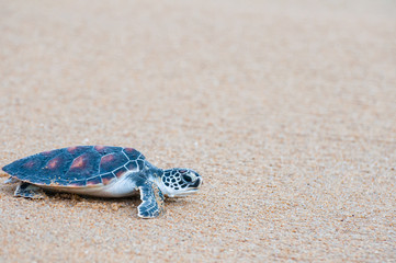 The green sea turtle (Chelonia Mydas) walking on the beach
