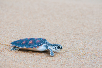 The green sea turtle (Chelonia Mydas) walking on the beach