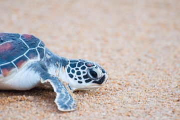 The green sea turtle (Chelonia Mydas) walking on the beach