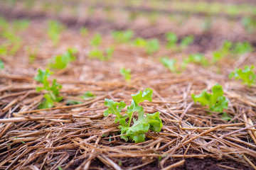 Close up fresh green lettuce on the Organic vegetable salad farm after watering, Healthy and clean food for people concept. Leaf Lettuce in garden.