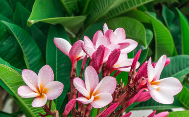 Fototapeta premium Plumeria Pink flowers the beautiful. close up
