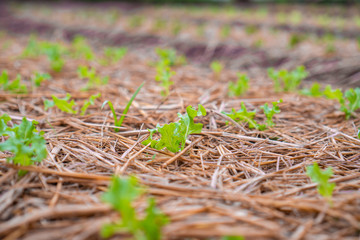 Close up fresh green lettuce on the Organic vegetable salad farm after watering, Healthy and clean food for people concept. Leaf Lettuce in garden.