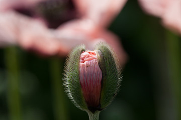 Obraz premium close-up of a poppy bud with pink petals