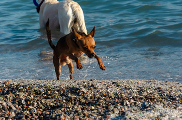 Little cute curious red dog running ashore from the sea. Dog with raised forepaws in a jump on a background of blue sea