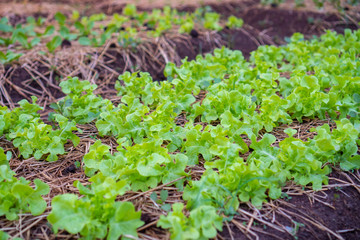 Close up fresh green lettuce on the Organic vegetable salad farm after watering, Healthy and clean food for people concept. Leaf Lettuce in garden.