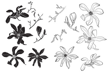 Set of isolated silhouette black white magnolia flower. Cute hand drawn flower illustration in white outline and black plane on white background.