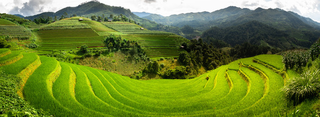 Mu Cang Chai, Vietnam. Spectacular yellow and green terraced rice fields of Mu Cang Chai, northern...