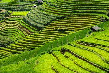 Mu Cang Chai, Vietnam. Spectacular yellow and green terraced rice fields of Mu Cang Chai, northern Vietnam. Bright sunlight shining on the colorful rice fields. Transition stage to harvest season.