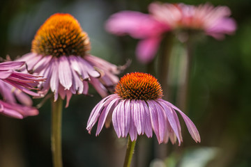 Fototapeta premium Blossoms of coneflowers (echinacea) in pink, yellow and orange