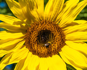 Sunflower blossoms with bees on a sunny summer afternoon