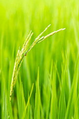 Fototapeta na wymiar Close up of rice in field