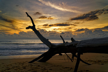 Sunset on the Beach with a Tree, Mai Khao, Phuket, Thailand