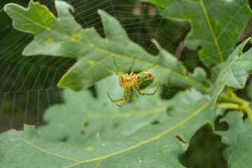 Green orb weaver spider on it's web