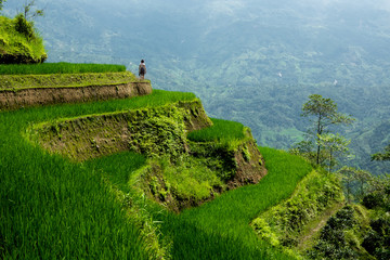 Young woman hiking through the terraced rice fields of Hoang Su Phi district, Ha Giang province....