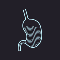 Stomach icon. Vector illustration, line design