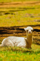 An Alpaca sitting on the grass