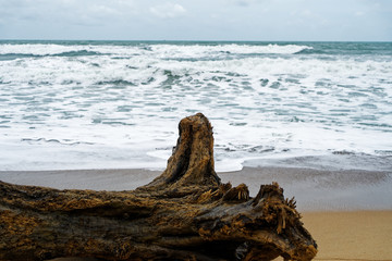 Tree on Beach, Mai Khao, Phuket, Thailand
