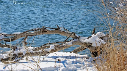 birds on tree