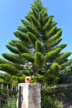 Zimmertanne (Araucaria heterophylla)