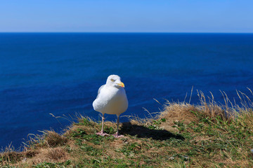 Seagull posing for the camera in Helgolad, Germany