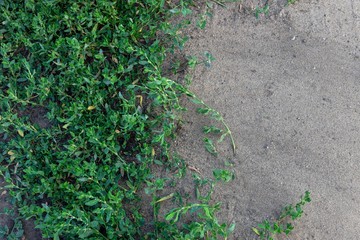 Abstract texture background of lush green yard lawns