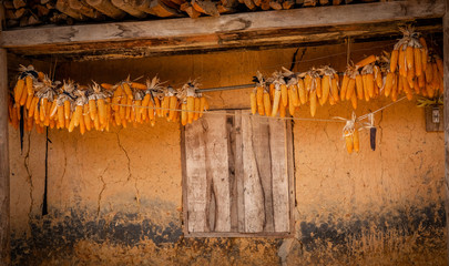 Corn drying in the sun at Pho Bang Village. Traditional way of drying corn in Ha Giang province,...