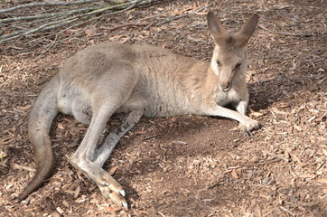 Kangaroo on a sand