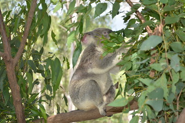 Naklejka na ściany i meble Koala eating eucalyptus leaves, Australia