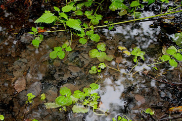 Transparent forest puddle with young greenery and a piece of sky
