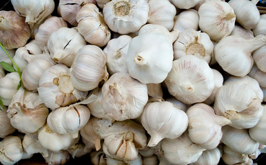 basket full of heads of garlic, ripe, dried, white and pink, Italian variety, spice, at a local vegetable market, agriculture, food, diet, nutrition, summer, background, Milan, Italy