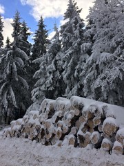 Fototapeta na wymiar Majestic white spruces glowing by sunlight. Wonderful and fairy tail wintery scene. Winter snowy forest background of blue sky.