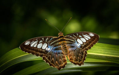 Fototapeta na wymiar Clipper (Parthenos sylvia), close up macro insect in Singapore. Beautiful blue butterfly, common on the malay peninsula. 