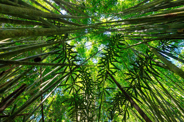 Lush bamboo tree forest
